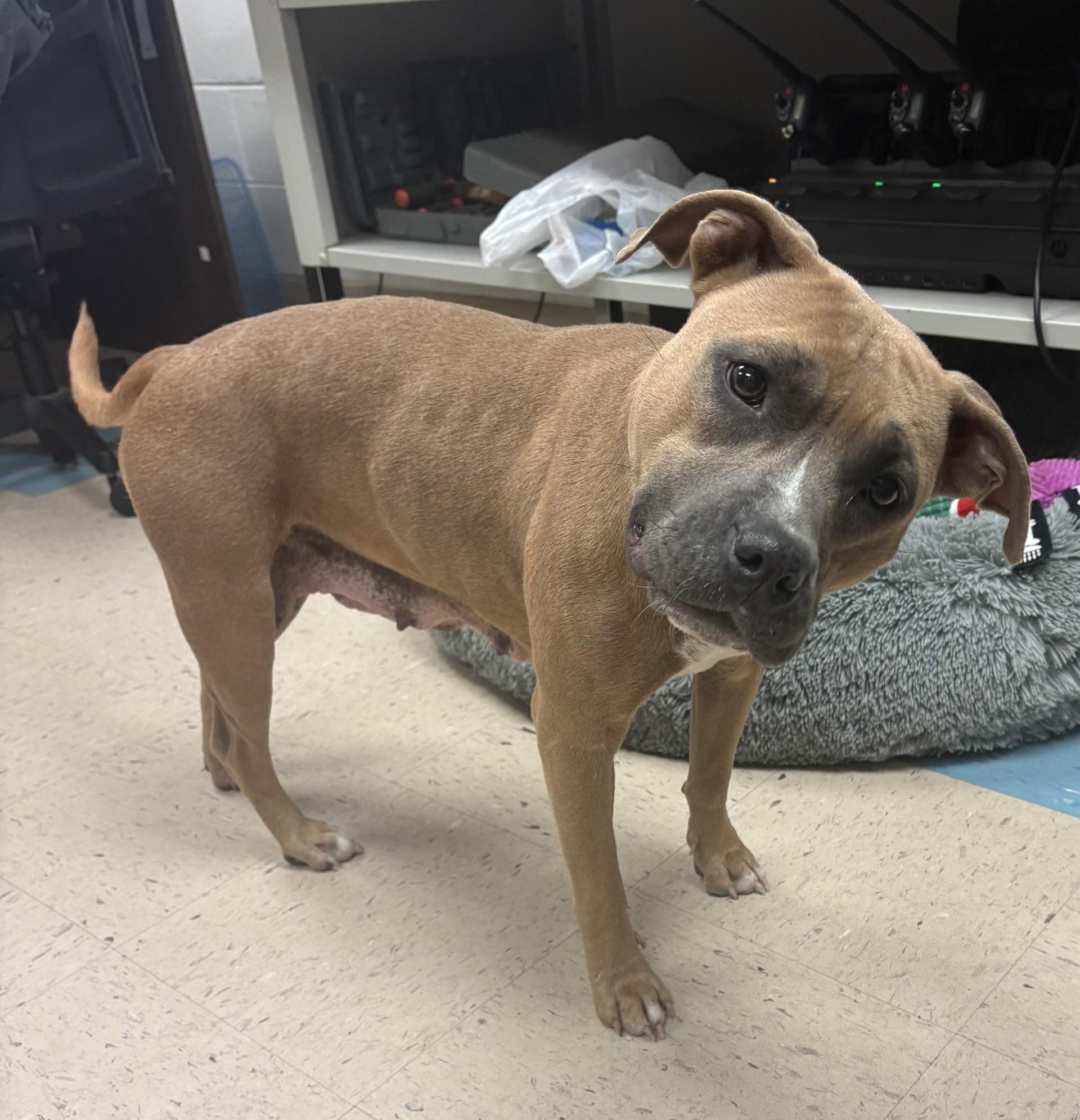 Enlarge Darla, a Adoptable mixed breed in Ashland, VA image 4/4