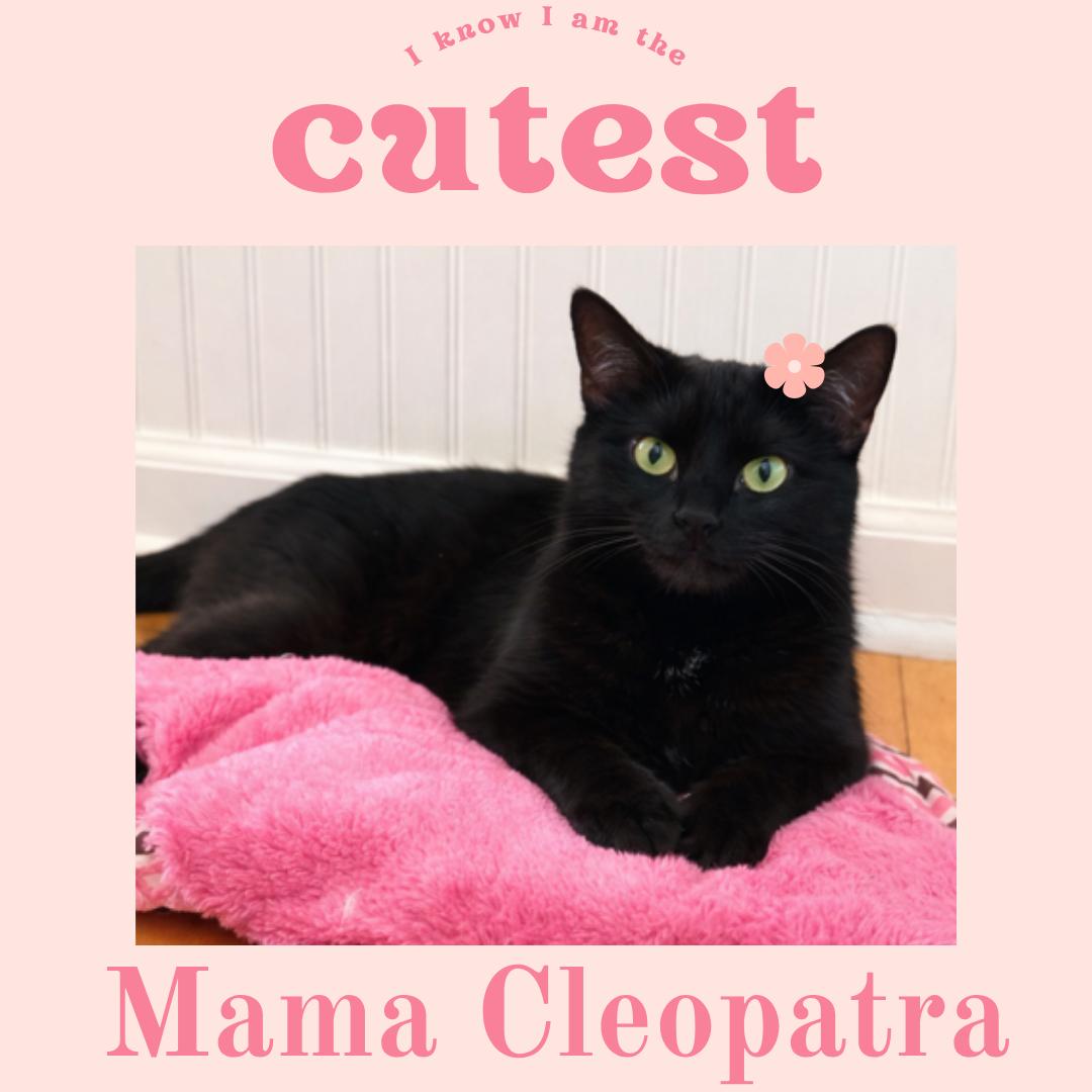 Mama Cleopatra, Adoptable, Young Female Domestic Short Hair.