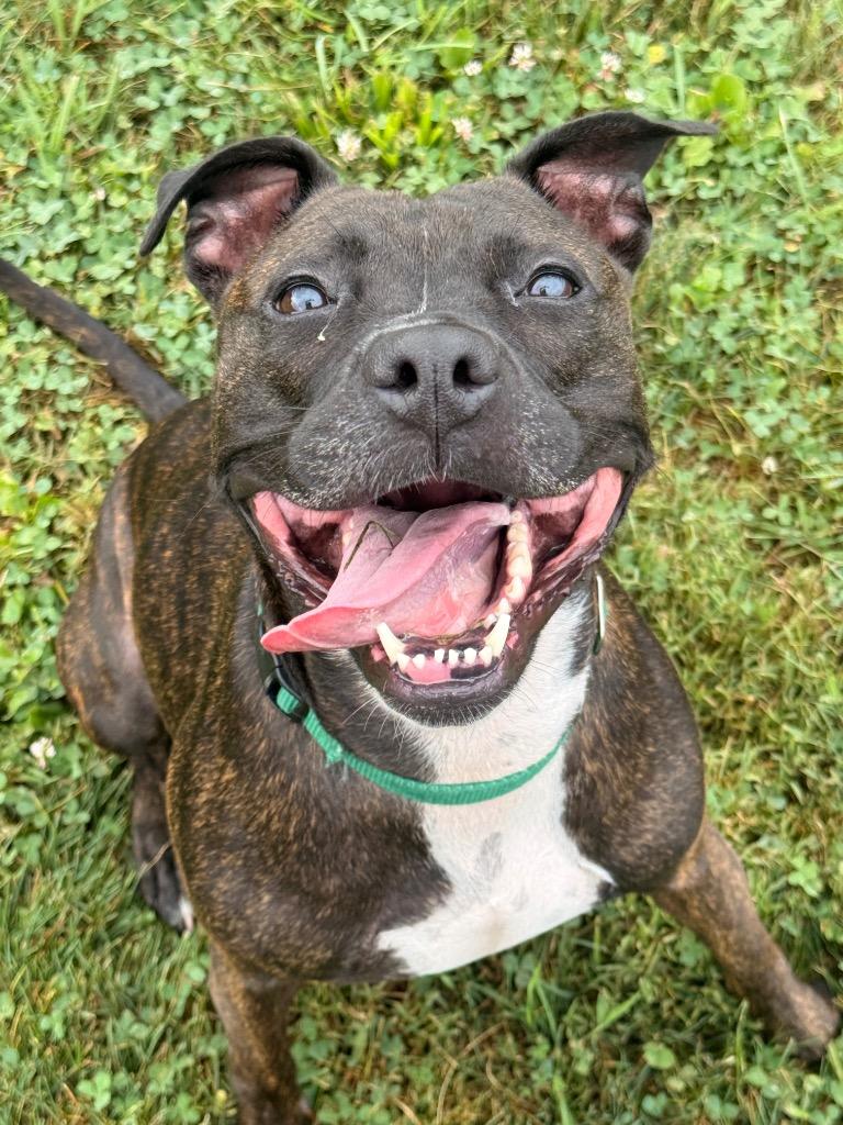 Enlarge Red, a Adoptable Pit Bull Terrier in Bloomington, IN image 2/6
