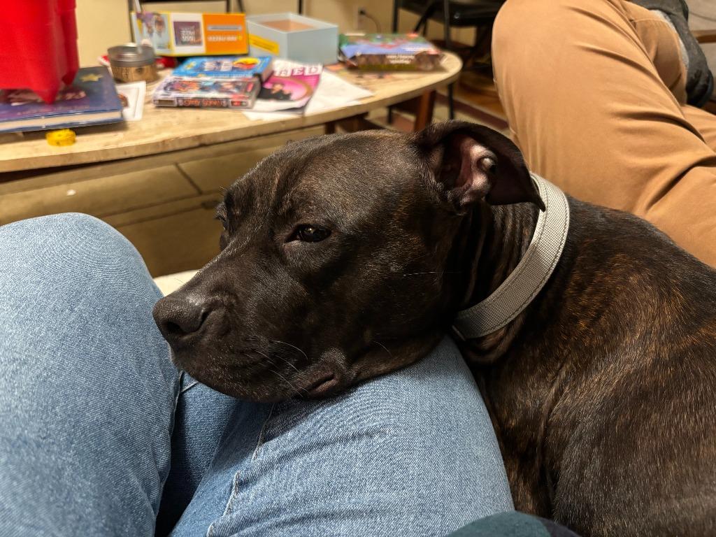 Enlarge Red, a Adoptable Pit Bull Terrier in Bloomington, IN image 3/6