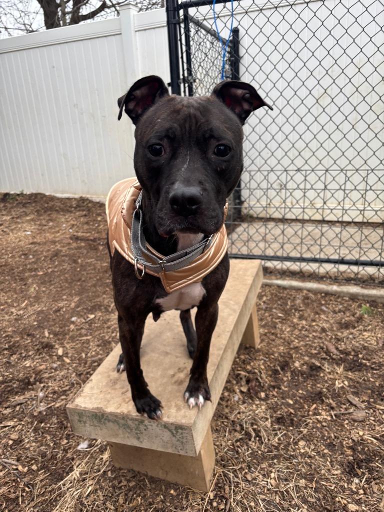 Enlarge Red, a Adoptable Pit Bull Terrier in Bloomington, IN image 4/6