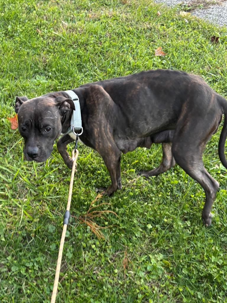 Enlarge Red, a Adoptable Pit Bull Terrier in Bloomington, IN image 5/6