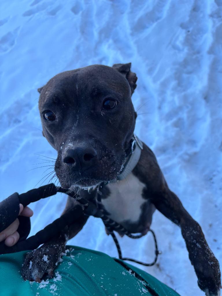 Enlarge Red, a Adoptable Pit Bull Terrier in Bloomington, IN image 6/6