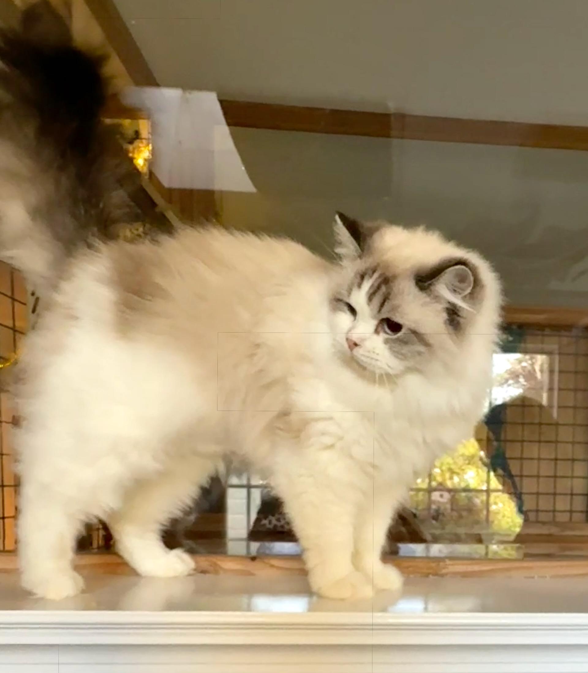 Enlarge Eclair (Puff Pastry):, a Adopted Ragdoll in Davis, CA image 2/3