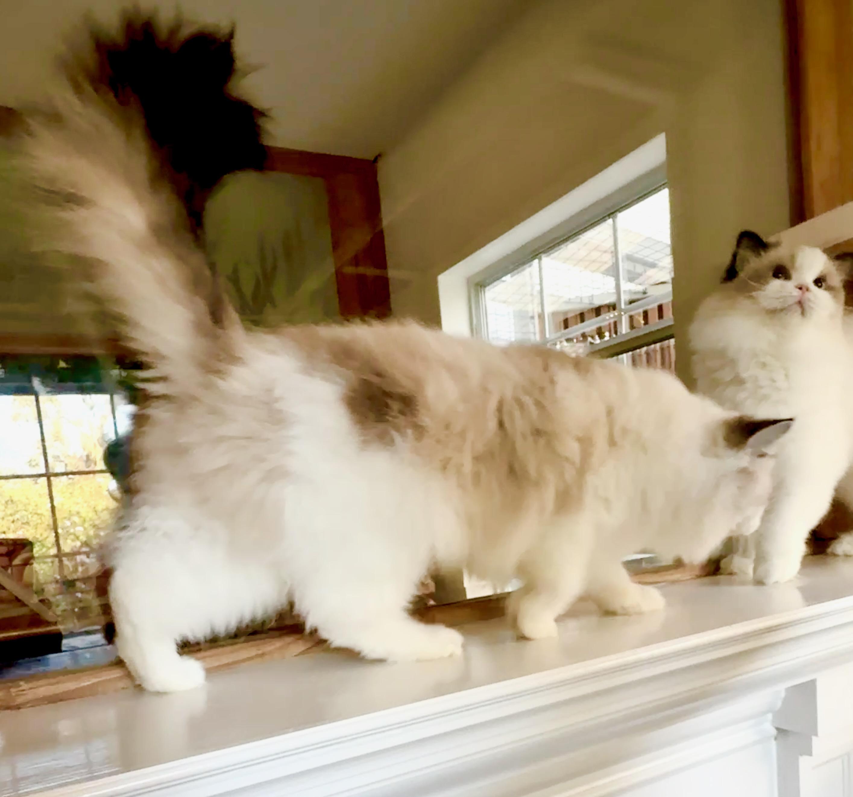 Enlarge Eclair (Puff Pastry):, a Adopted Ragdoll in Davis, CA image 3/3