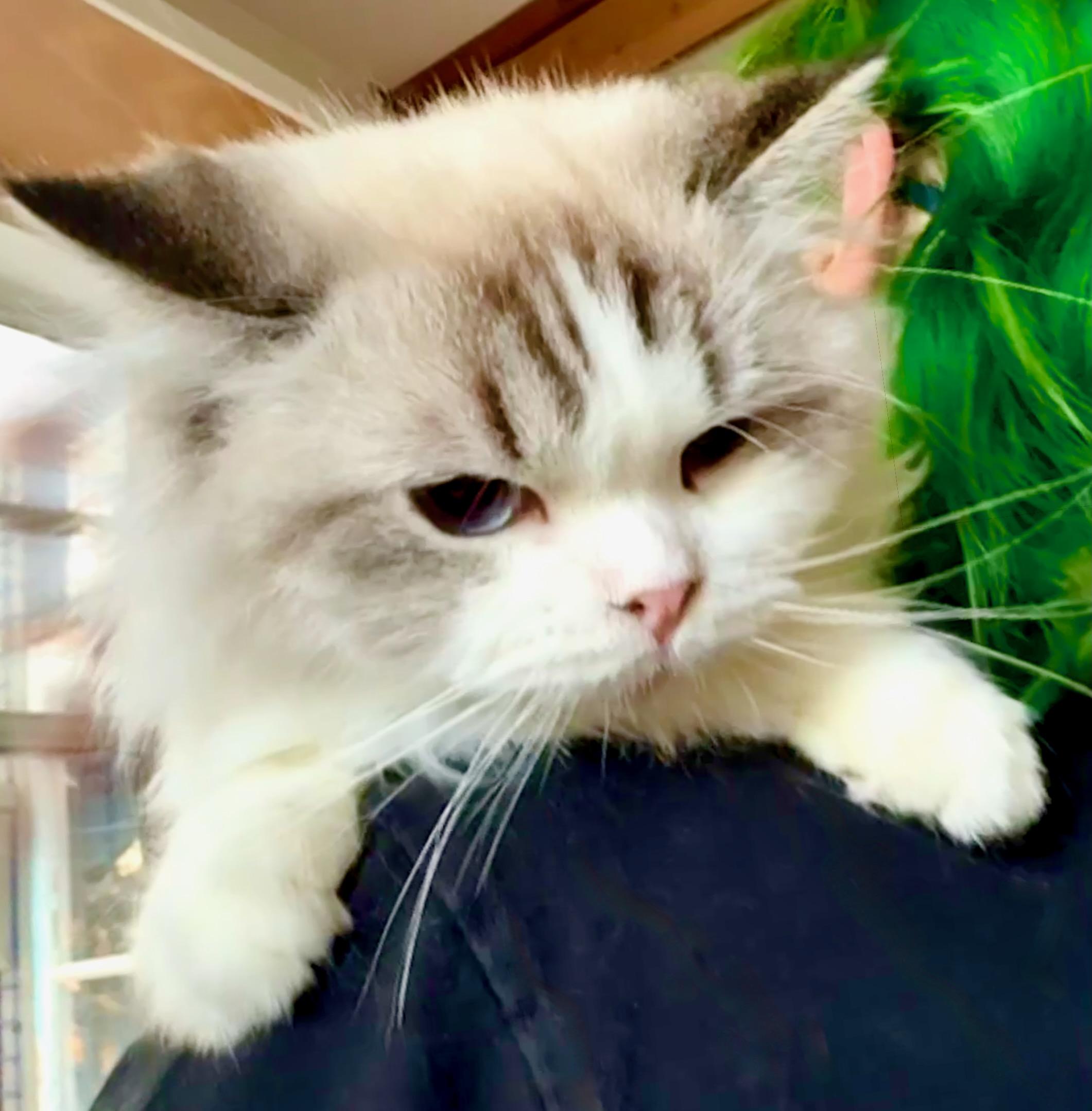 Enlarge Eclair (Puff Pastry):, a Adopted Ragdoll in Davis, CA image 1/3