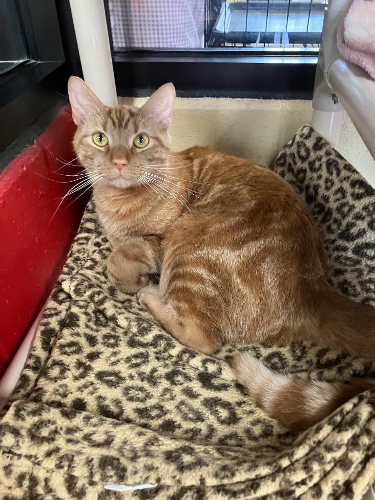 Enlarge Go Fish, a Adoptable mixed breed in Cincinnati, OH image 2/6