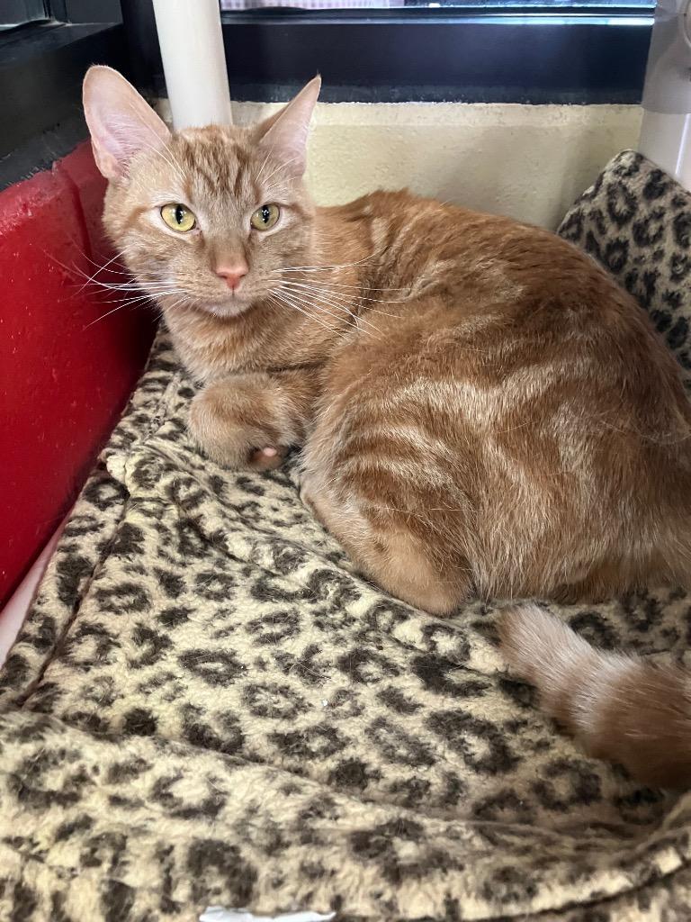Enlarge Go Fish, a Adoptable mixed breed in Cincinnati, OH image 3/6