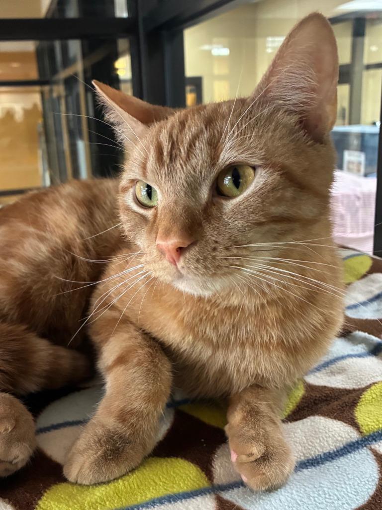Enlarge Go Fish, a Adoptable mixed breed in Cincinnati, OH image 4/6