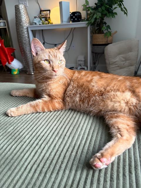Enlarge Go Fish, a Adoptable mixed breed in Cincinnati, OH image 5/6