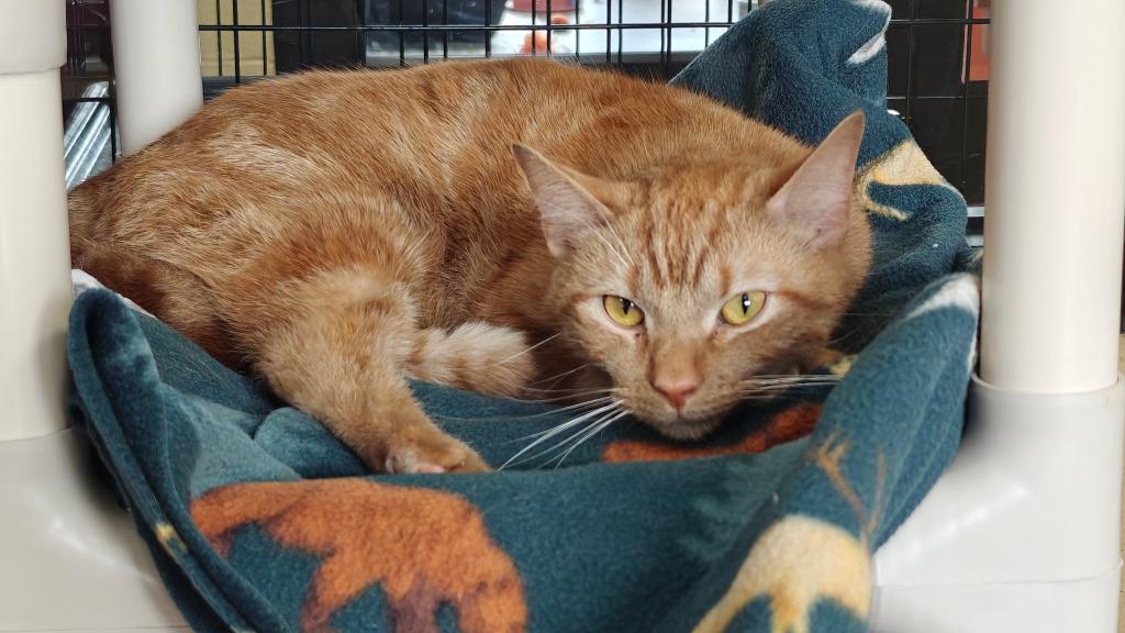 Enlarge Go Fish, a Adoptable mixed breed in Cincinnati, OH image 6/6