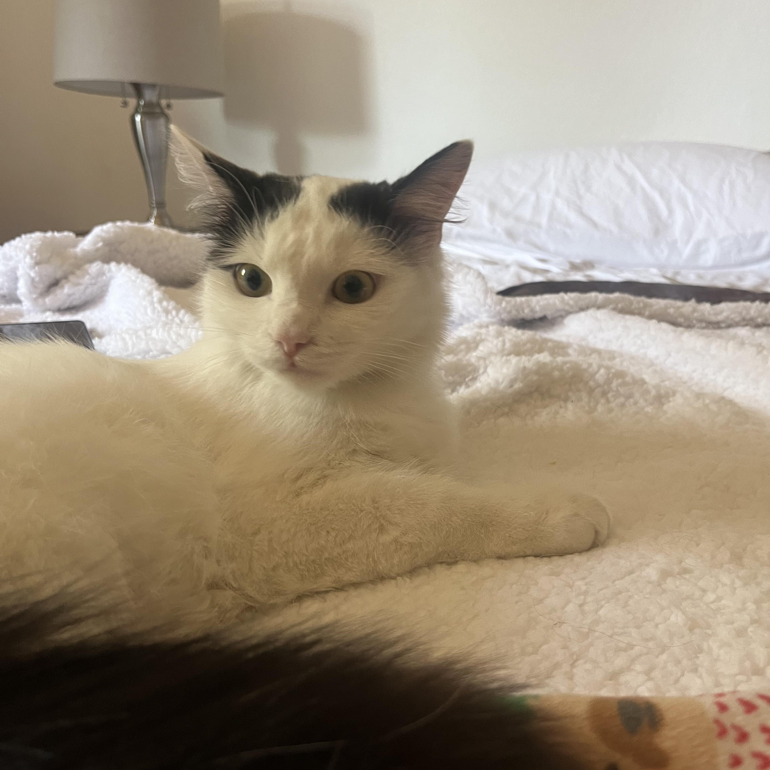 Princess N., Adoptable, Adult Female Turkish Van.