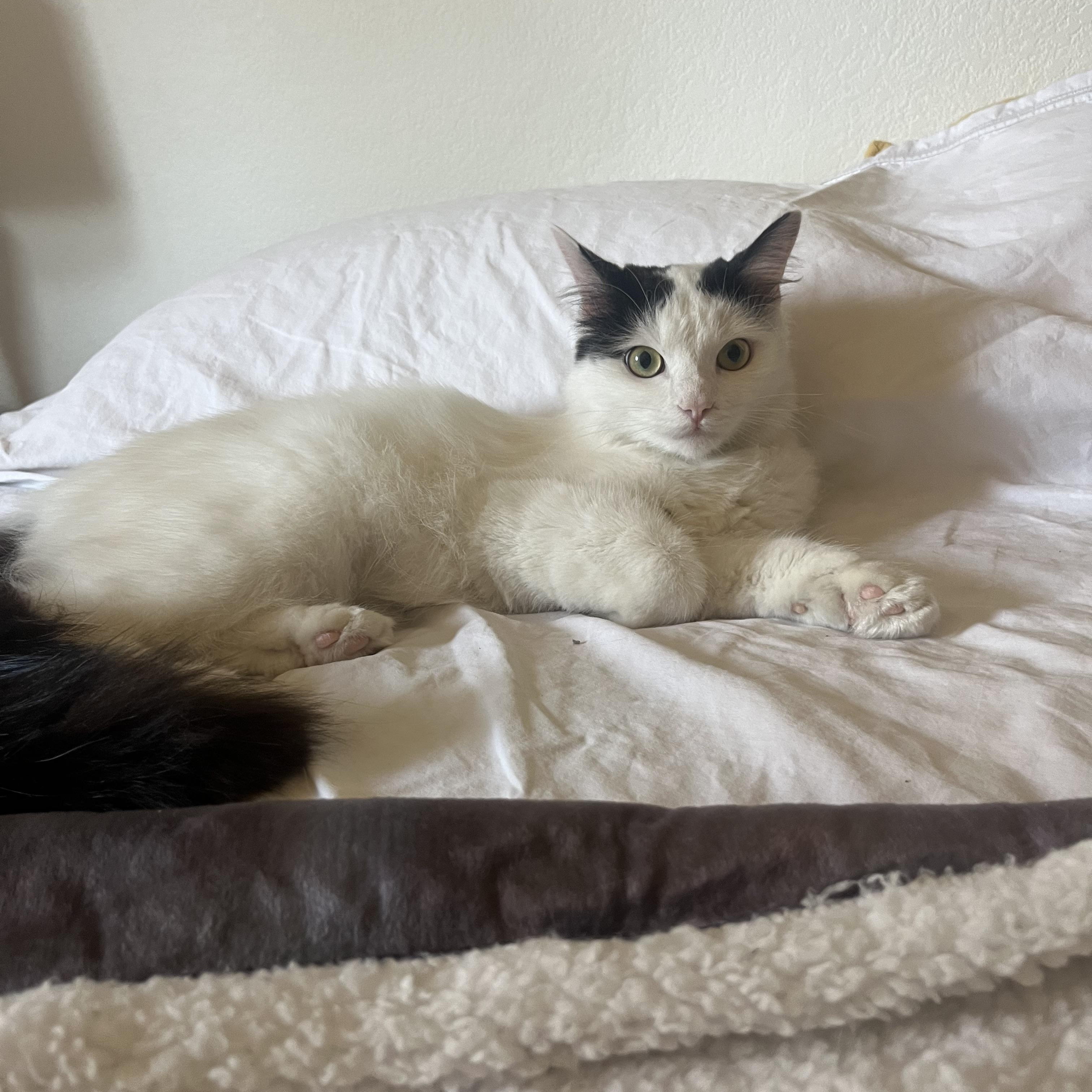 Enlarge Princess N., a Adoptable Turkish Van in Sacramento, CA image 2/2