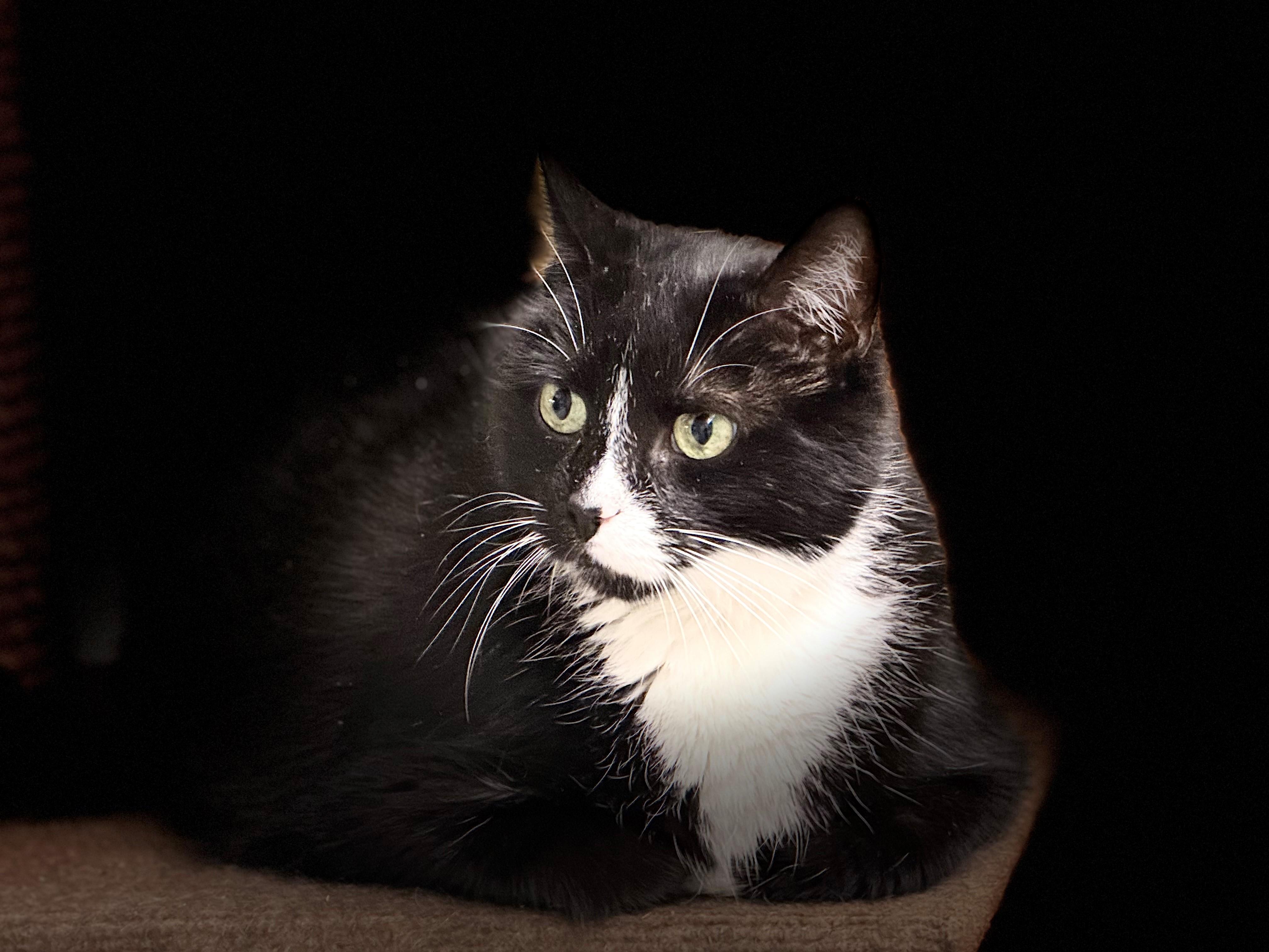 Cookie, ADOPTABLE, Senior Female Domestic Long Hair.