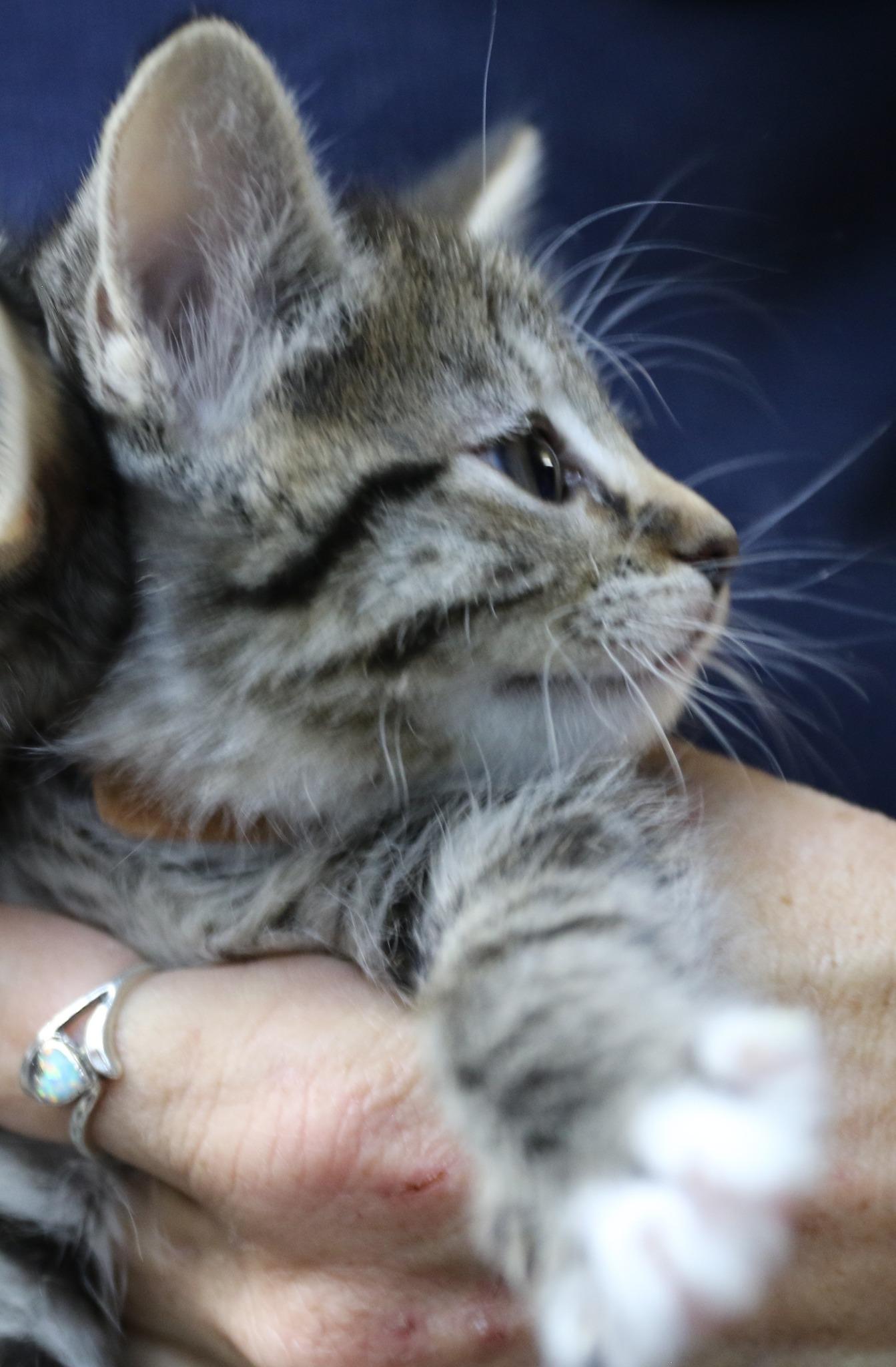 Enlarge Kate, a Adoptable Tabby in Cut Bank, MT image 2/5