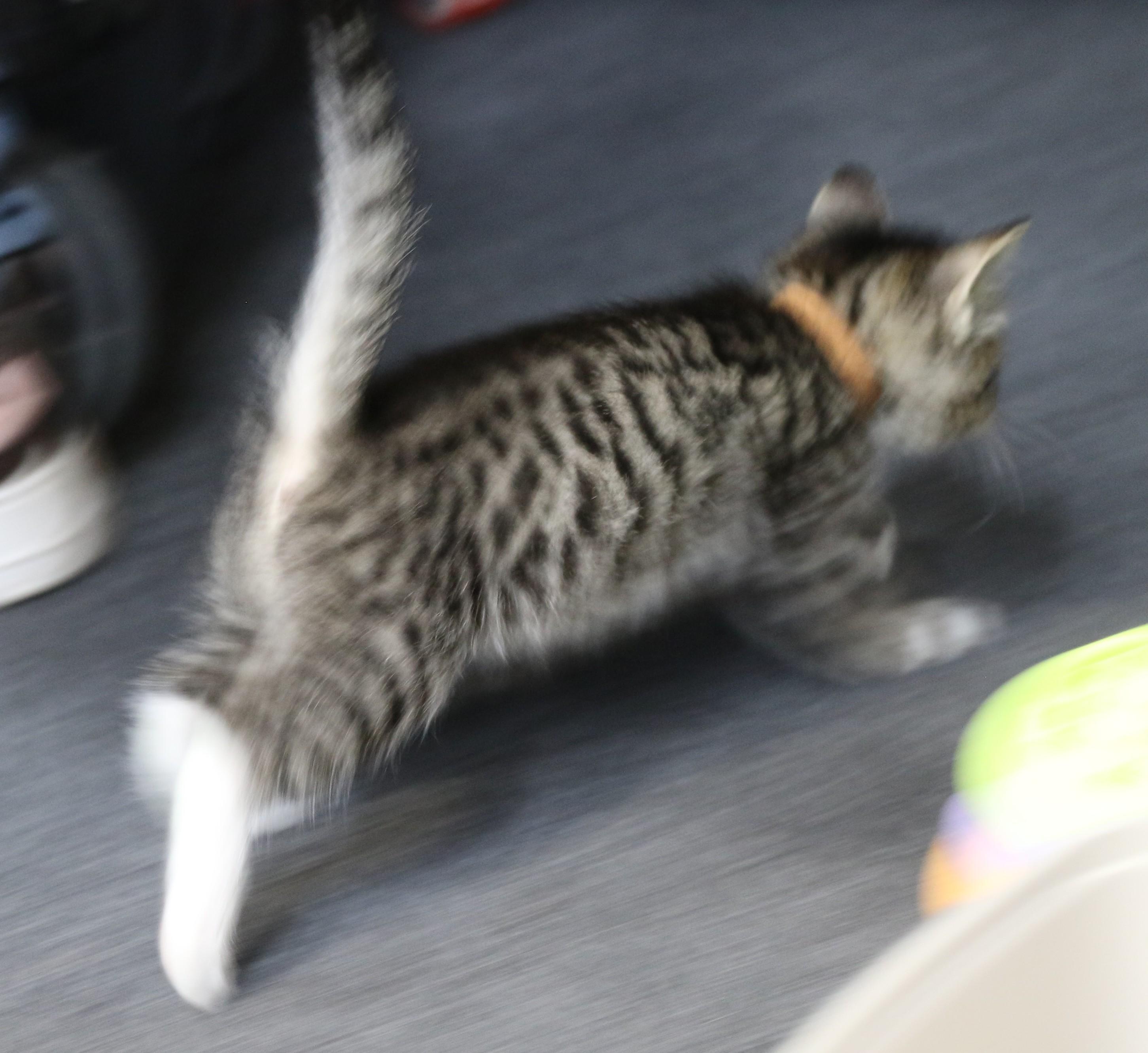Enlarge Kate, a Adoptable Tabby in Cut Bank, MT image 3/5