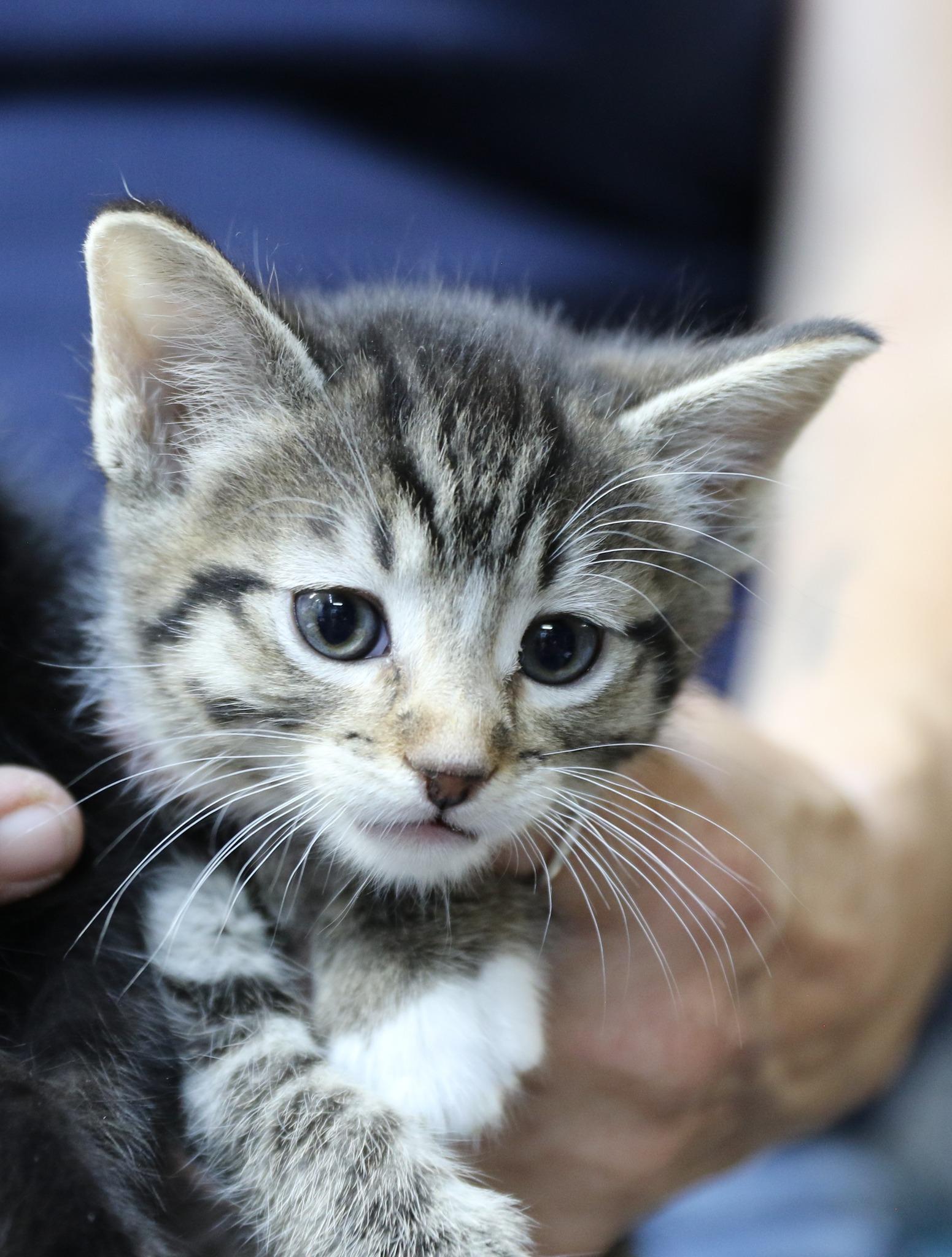 Kate, Adoptable, Kitten Female Tabby.
