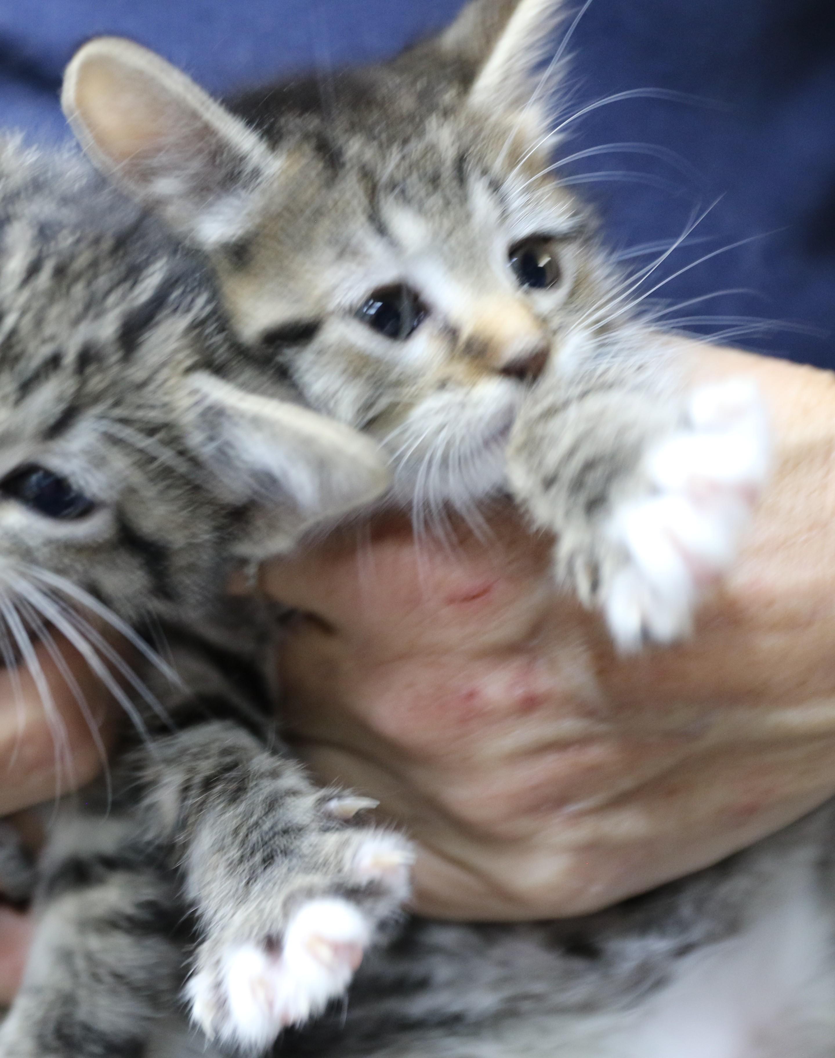 Enlarge Kate, a Adoptable Tabby in Cut Bank, MT image 5/5