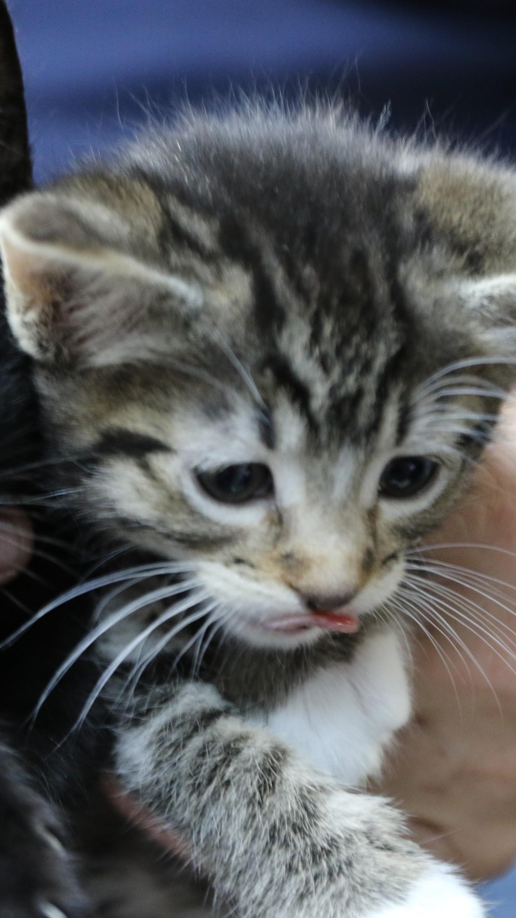 Enlarge Kate, a Adoptable Tabby in Cut Bank, MT image 4/5