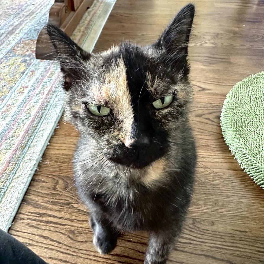 Elektra, Adoptable, Adult Female Domestic Short Hair.