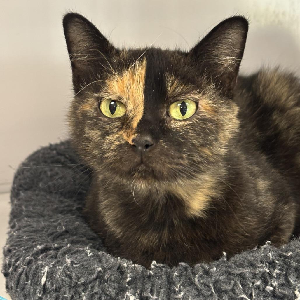 Enlarge Elektra, a Adoptable Domestic Short Hair in Houston, TX image 2/6