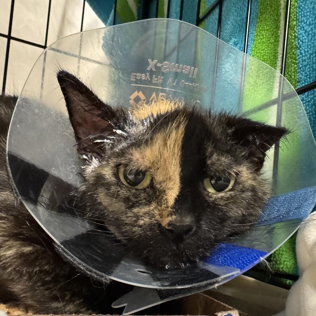 Enlarge Elektra, a Adoptable Domestic Short Hair in Houston, TX image 2/6