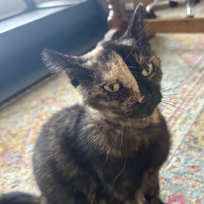 Enlarge Elektra, a Adoptable Domestic Short Hair in Houston, TX image 3/6