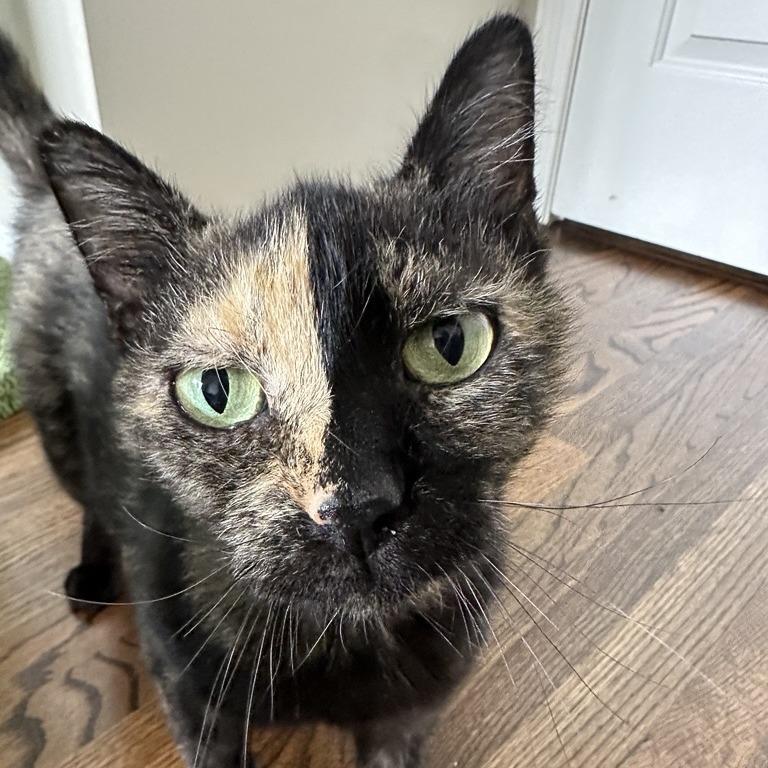 Enlarge Elektra, a Adoptable Domestic Short Hair in Houston, TX image 4/6