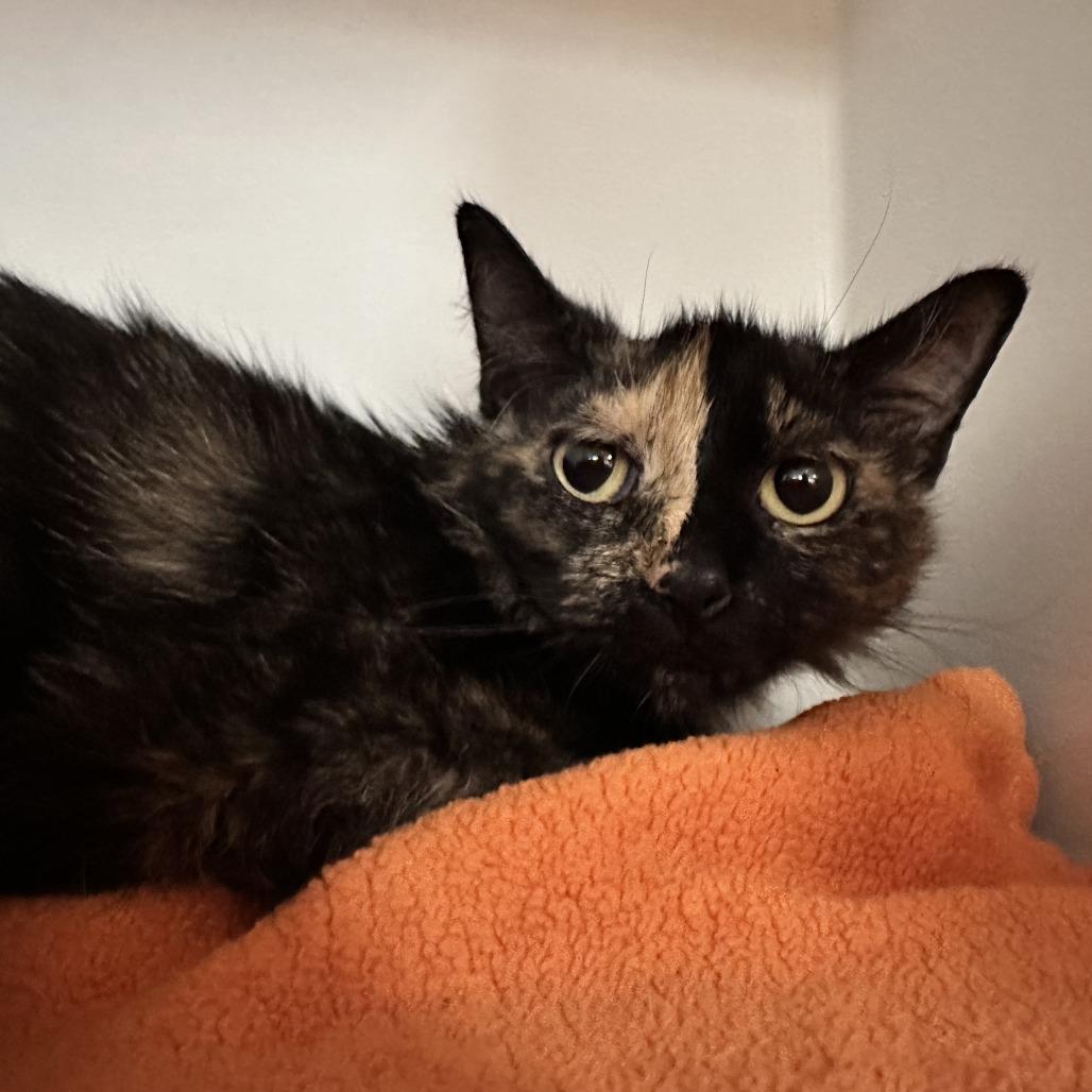 Enlarge Elektra, a Adoptable Domestic Short Hair in Houston, TX image 5/6