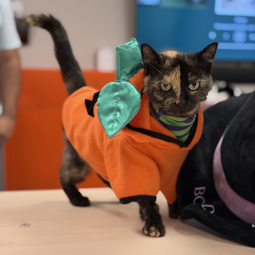 Enlarge Elektra, a Adoptable Domestic Short Hair in Houston, TX image 6/6