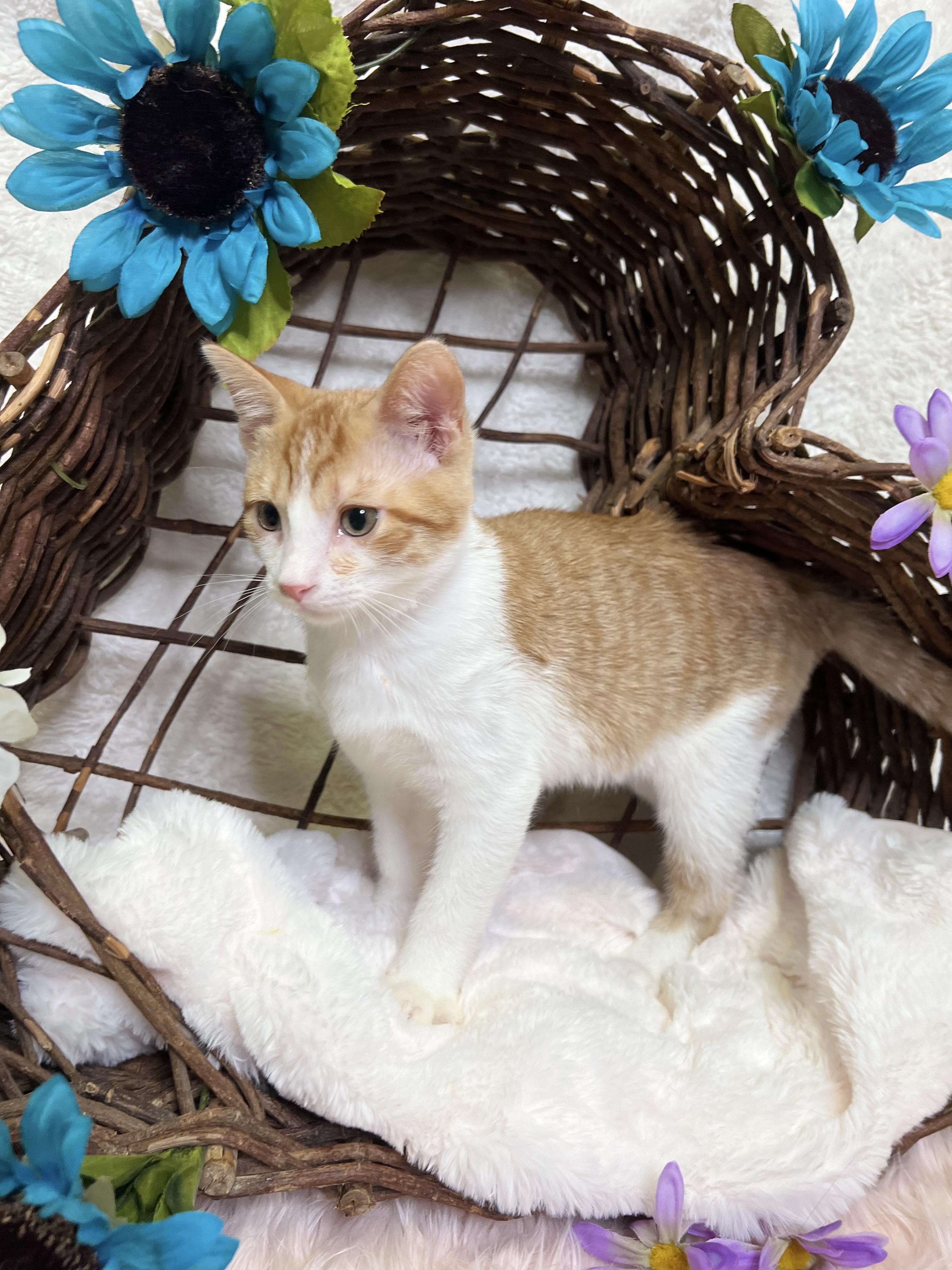 Colby, a Adoptable Domestic Short Hair in Newton, IL image 1/6