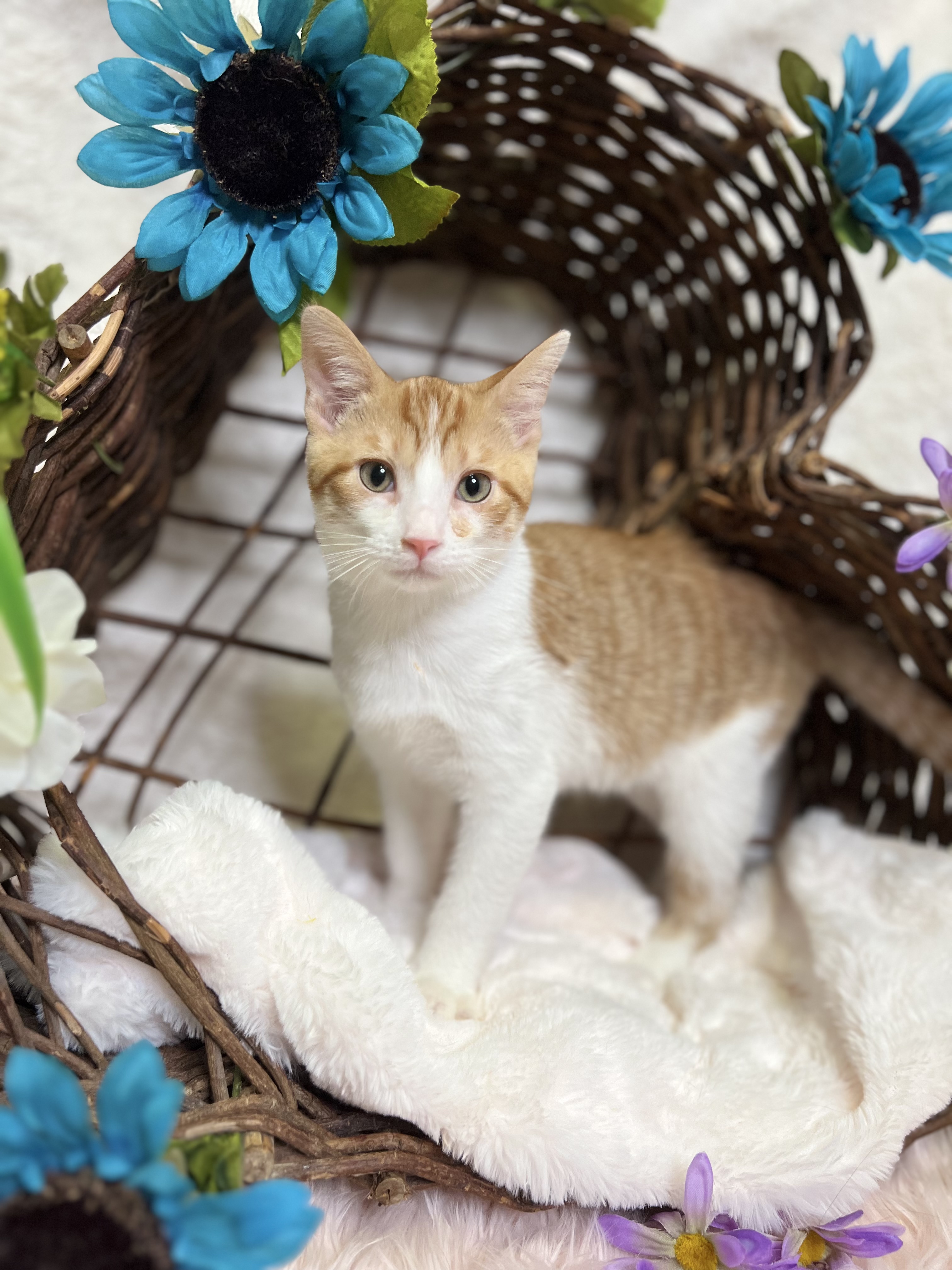 Colby, a Adoptable Domestic Short Hair in Newton, IL image 2/6