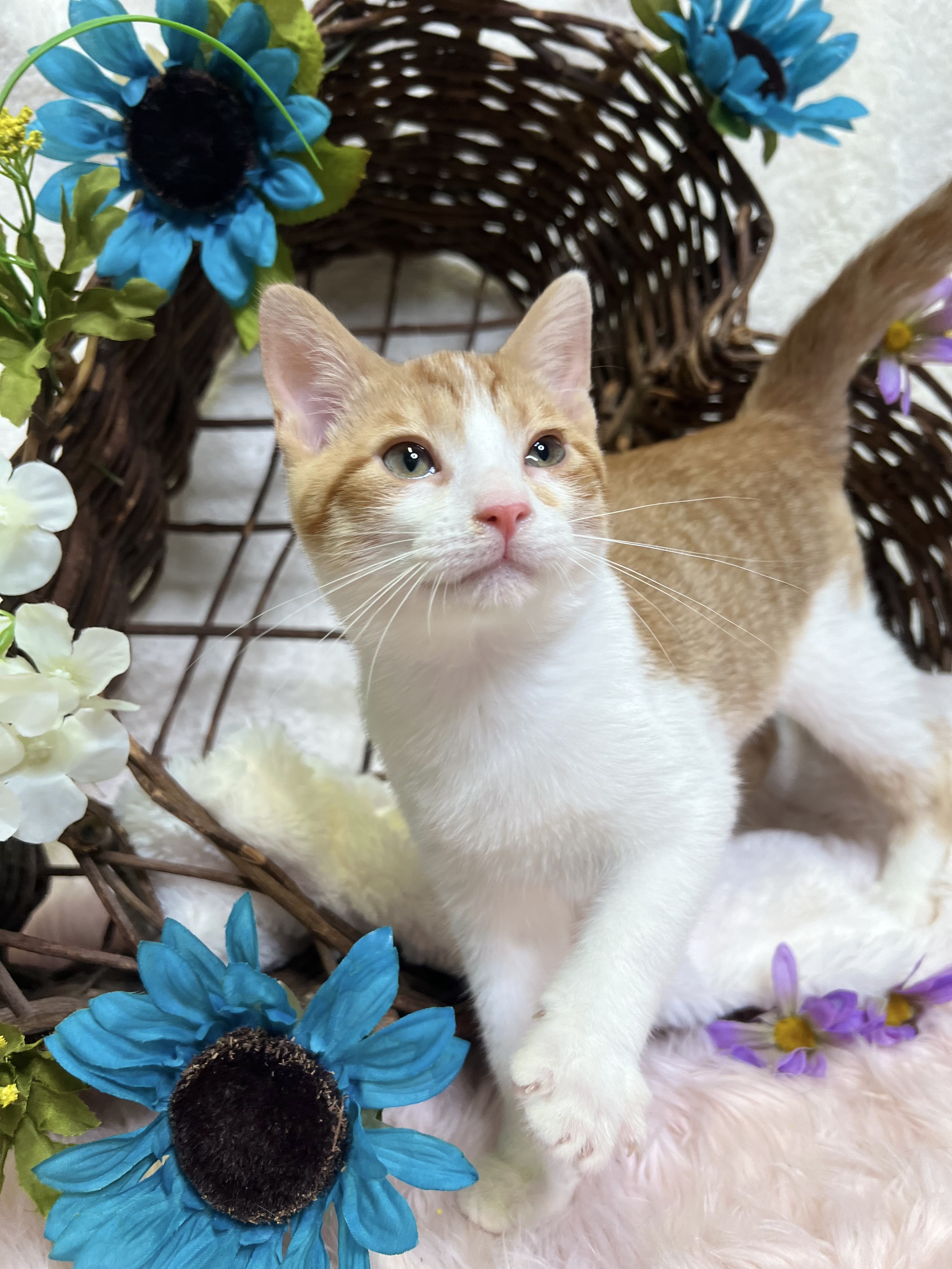 Colby, a Adoptable Domestic Short Hair in Newton, IL image 3/6