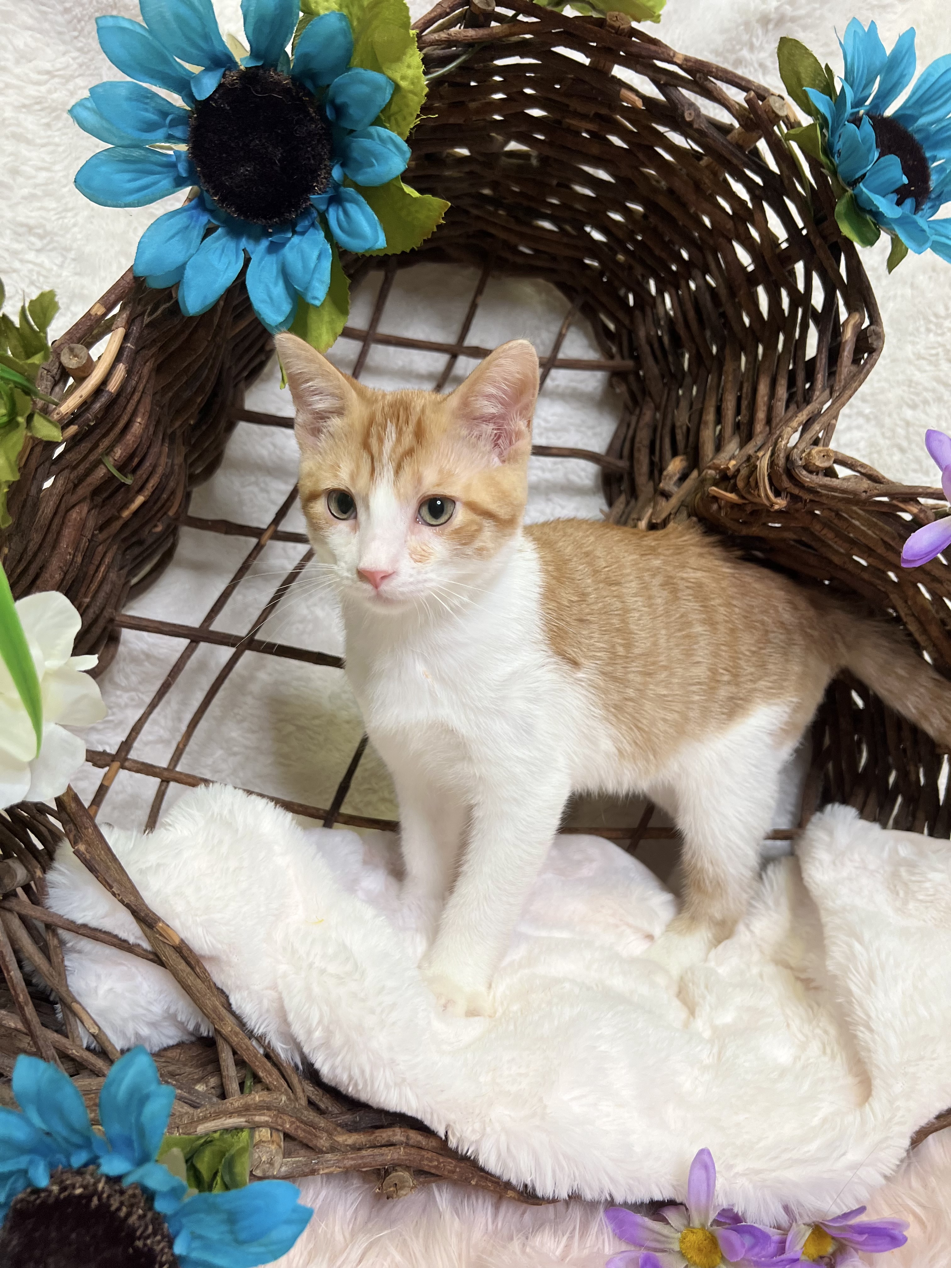 Colby, a Adoptable Domestic Short Hair in Newton, IL image 4/6