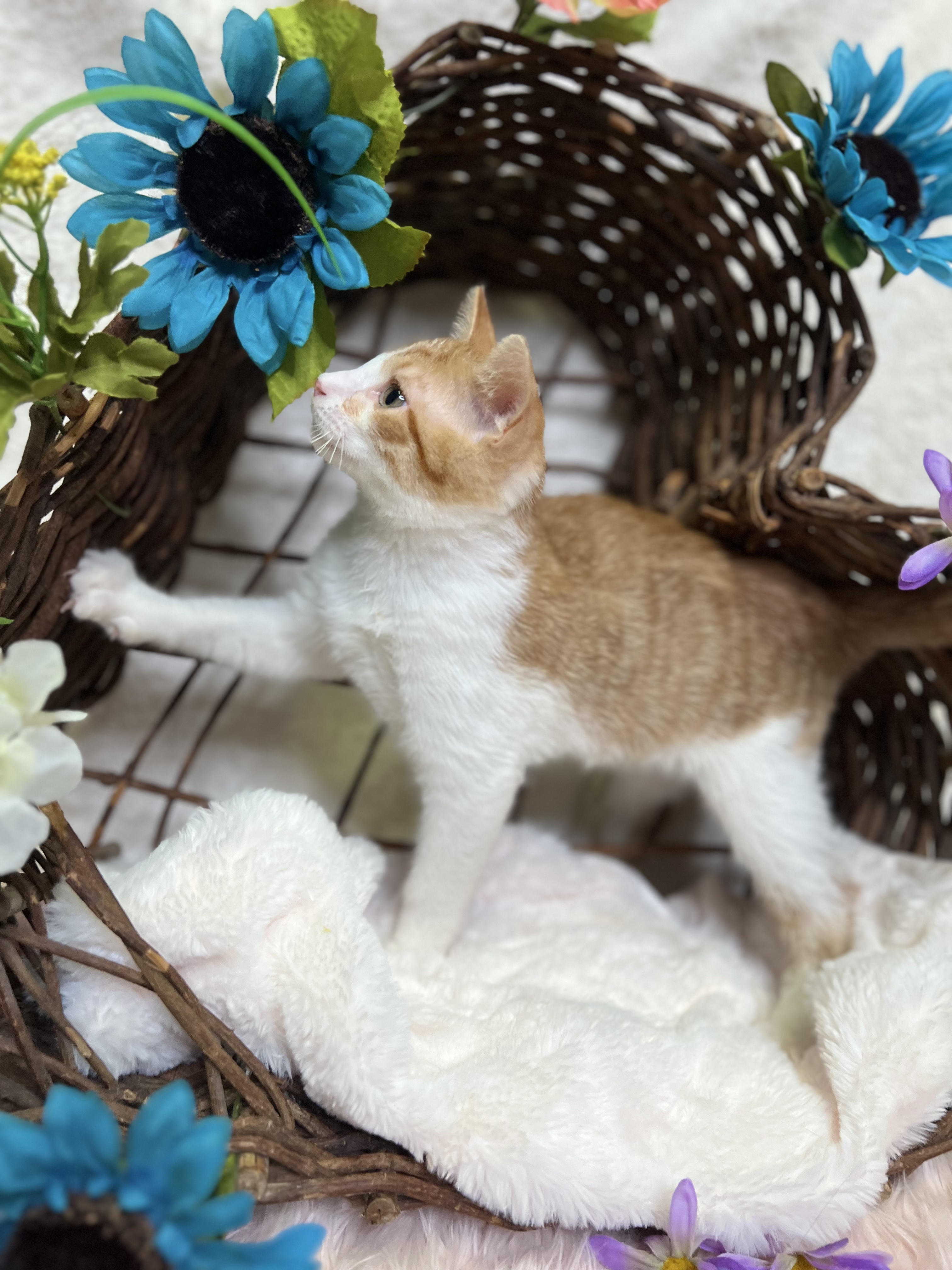 Colby, a Adoptable Domestic Short Hair in Newton, IL image 5/6