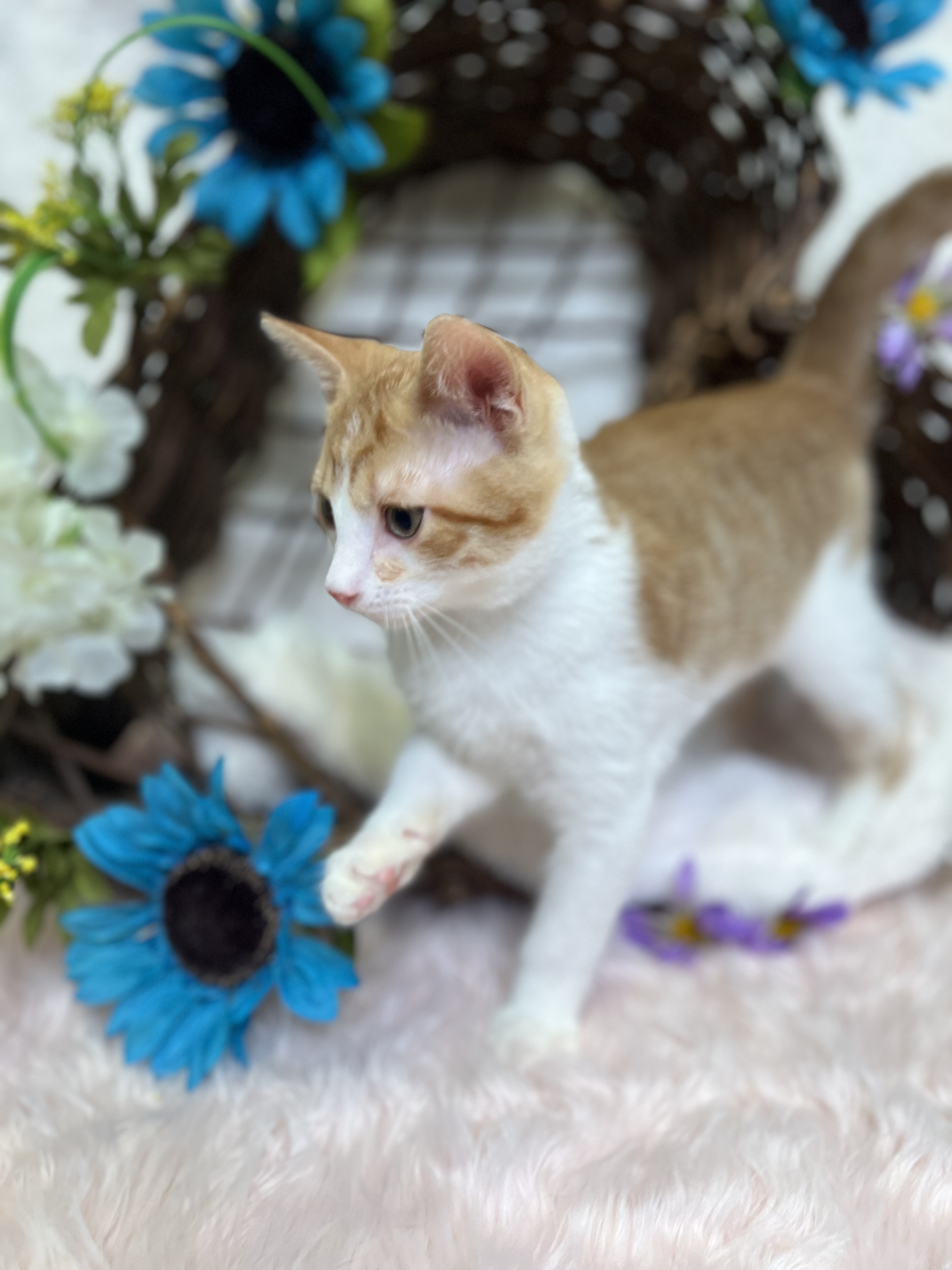 Colby, a Adoptable Domestic Short Hair in Newton, IL image 6/6