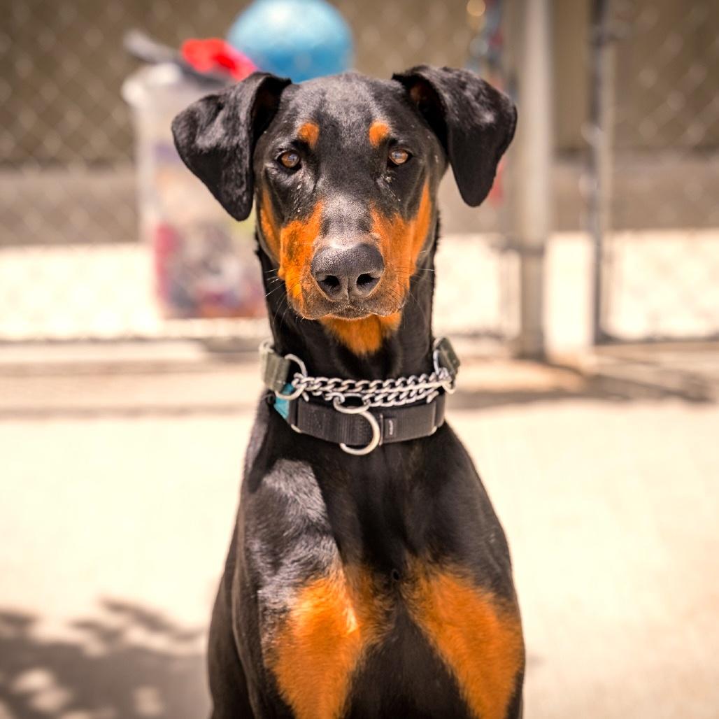 Enlarge CERBERUS, a Adopted Doberman Pinscher in Joshua Tree, CA image 1/1