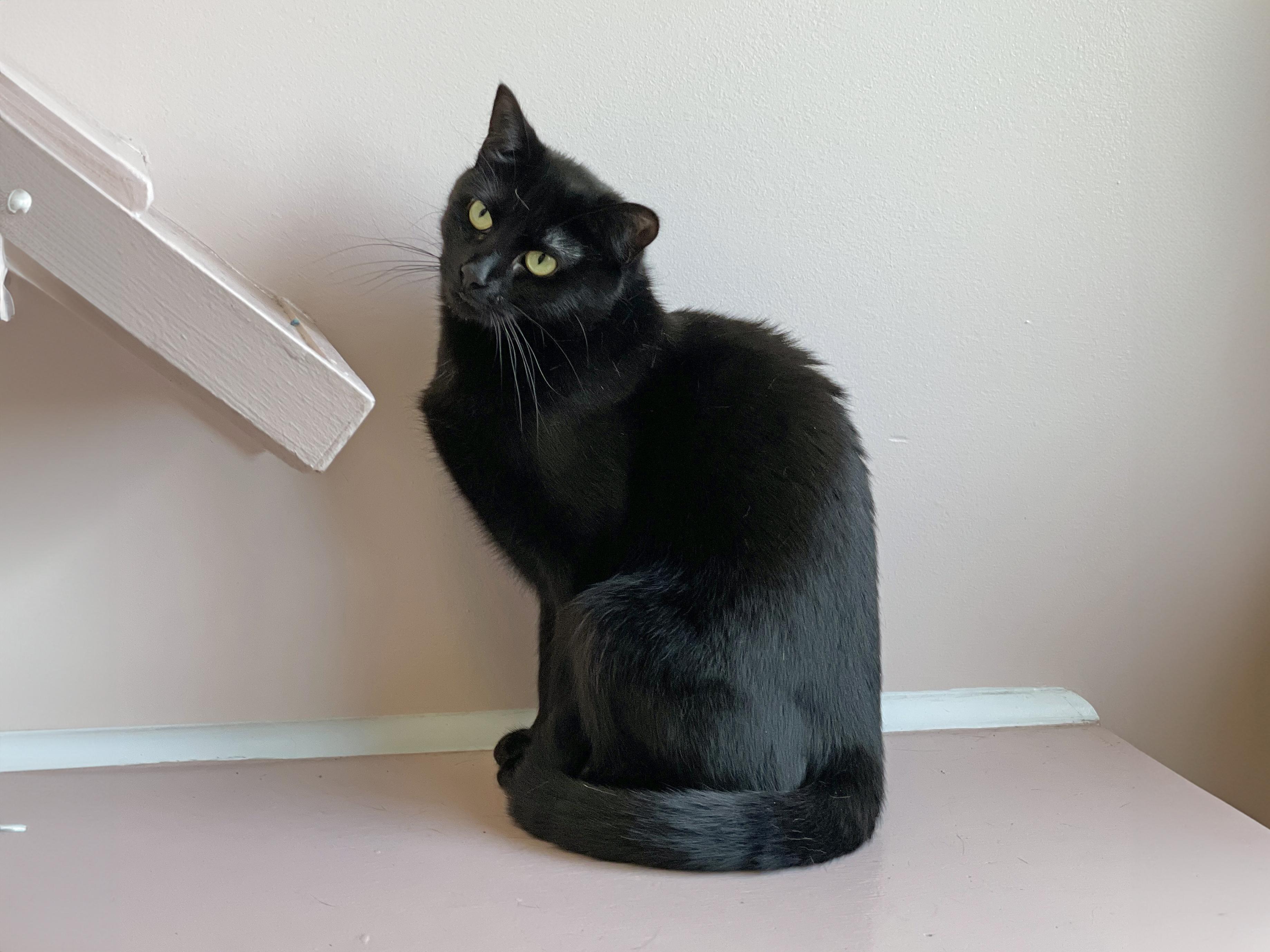 Princess, a Adoptable Domestic Short Hair in Charles Town, WV image 1/3