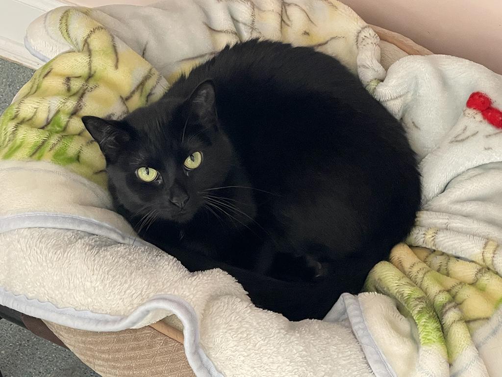 Princess, a Adoptable Domestic Short Hair in Charles Town, WV image 2/3