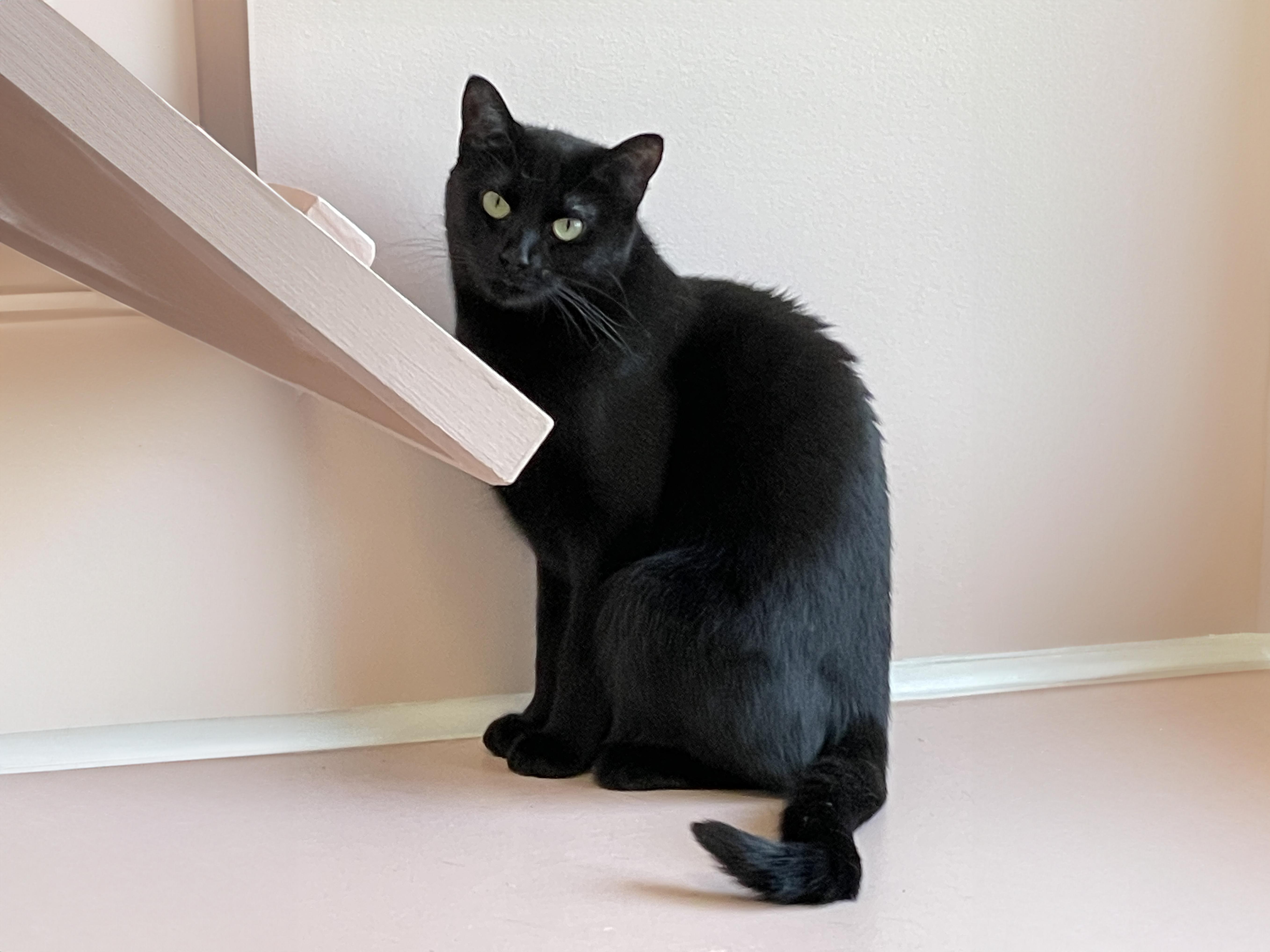 Princess, a Adoptable Domestic Short Hair in Charles Town, WV image 3/3