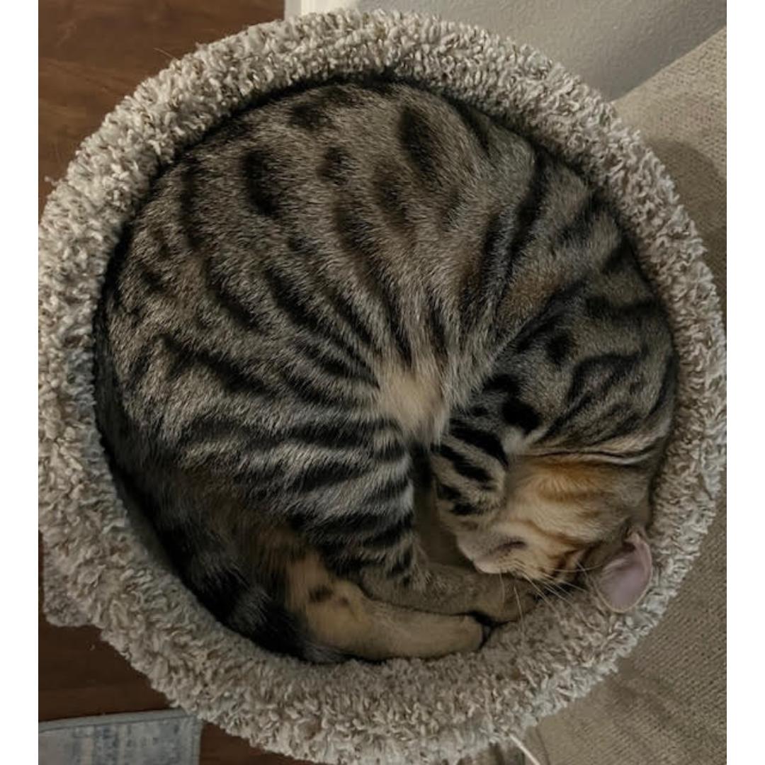 Kenny, a Adoptable mixed breed in Morgan Hill, CA image 6/6