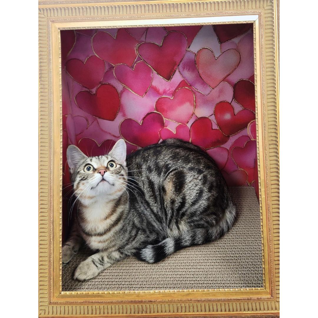 Kenny, a Adoptable mixed breed in Morgan Hill, CA image 5/6