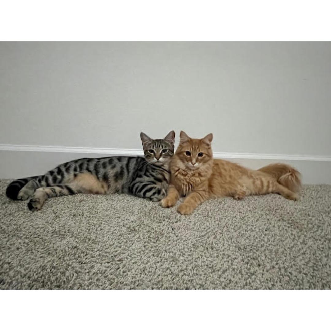 Kenny, a Adoptable mixed breed in Morgan Hill, CA image 3/6