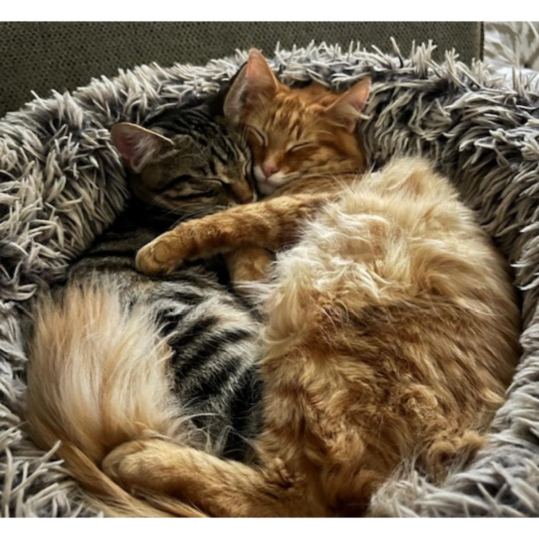 Kenny, a Adoptable mixed breed in Morgan Hill, CA image 2/6