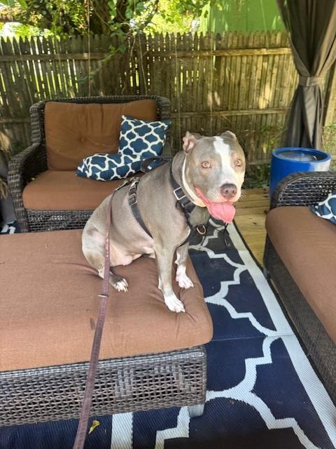 Bella, Adoptable, Adult Female American Staffordshire Terrier.