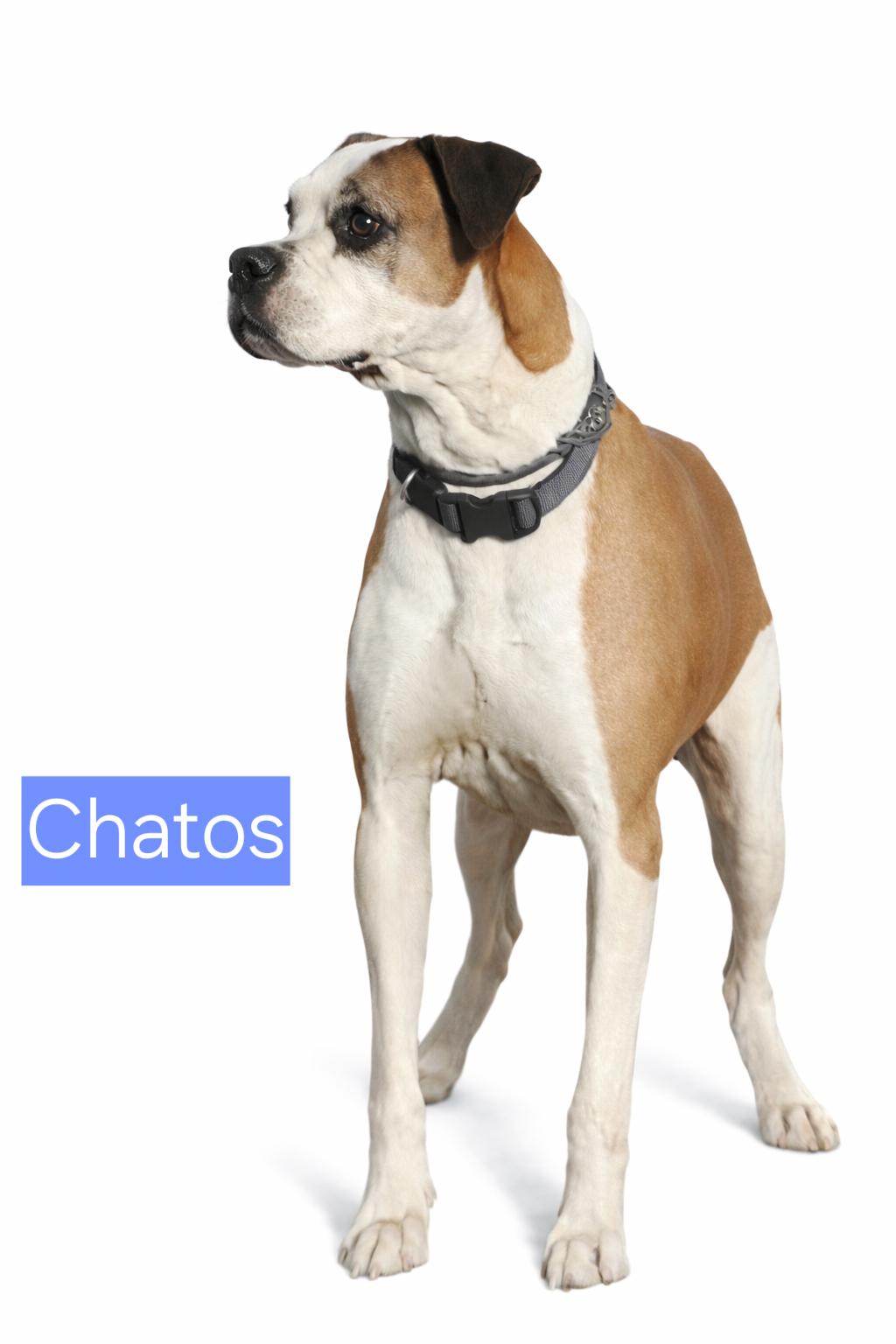 Enlarge Chatos, a Adoptable Boxer in Fort Stockton, TX image 3/4