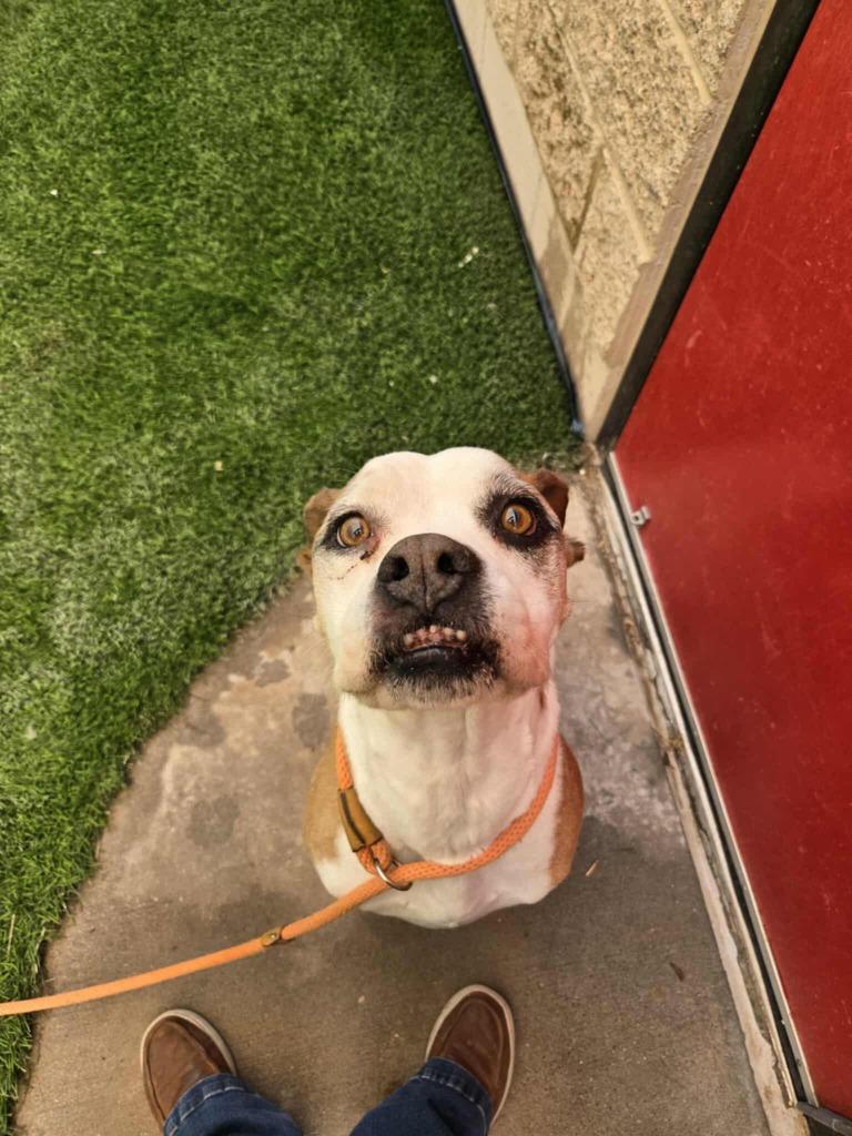 Chatos, Adoptable, Adult Male Boxer.