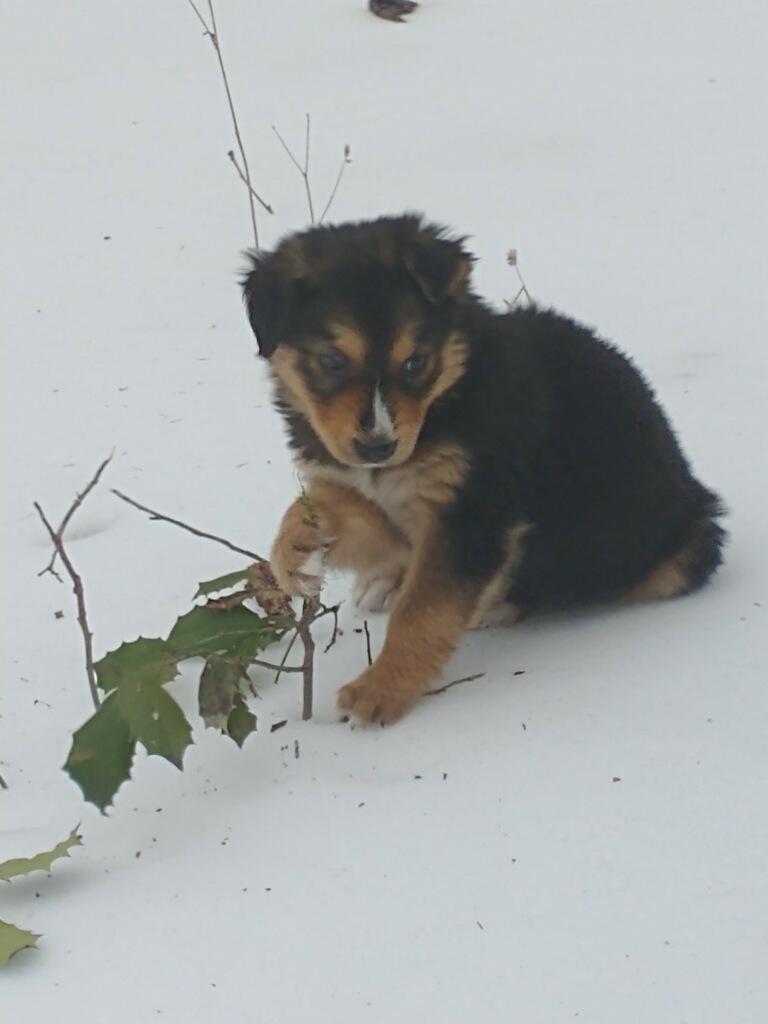 Austin, a ADOPTABLE mixed breed in Glen Allen, VA image 3/3