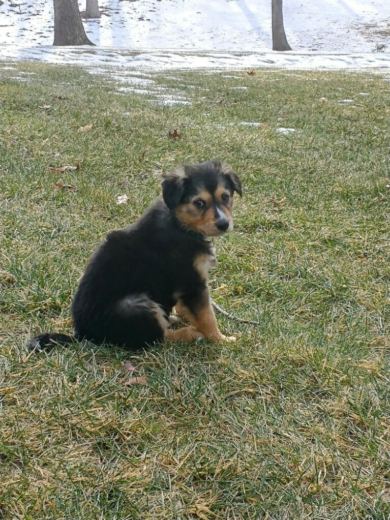Austin, a ADOPTABLE mixed breed in Glen Allen, VA image 1/3