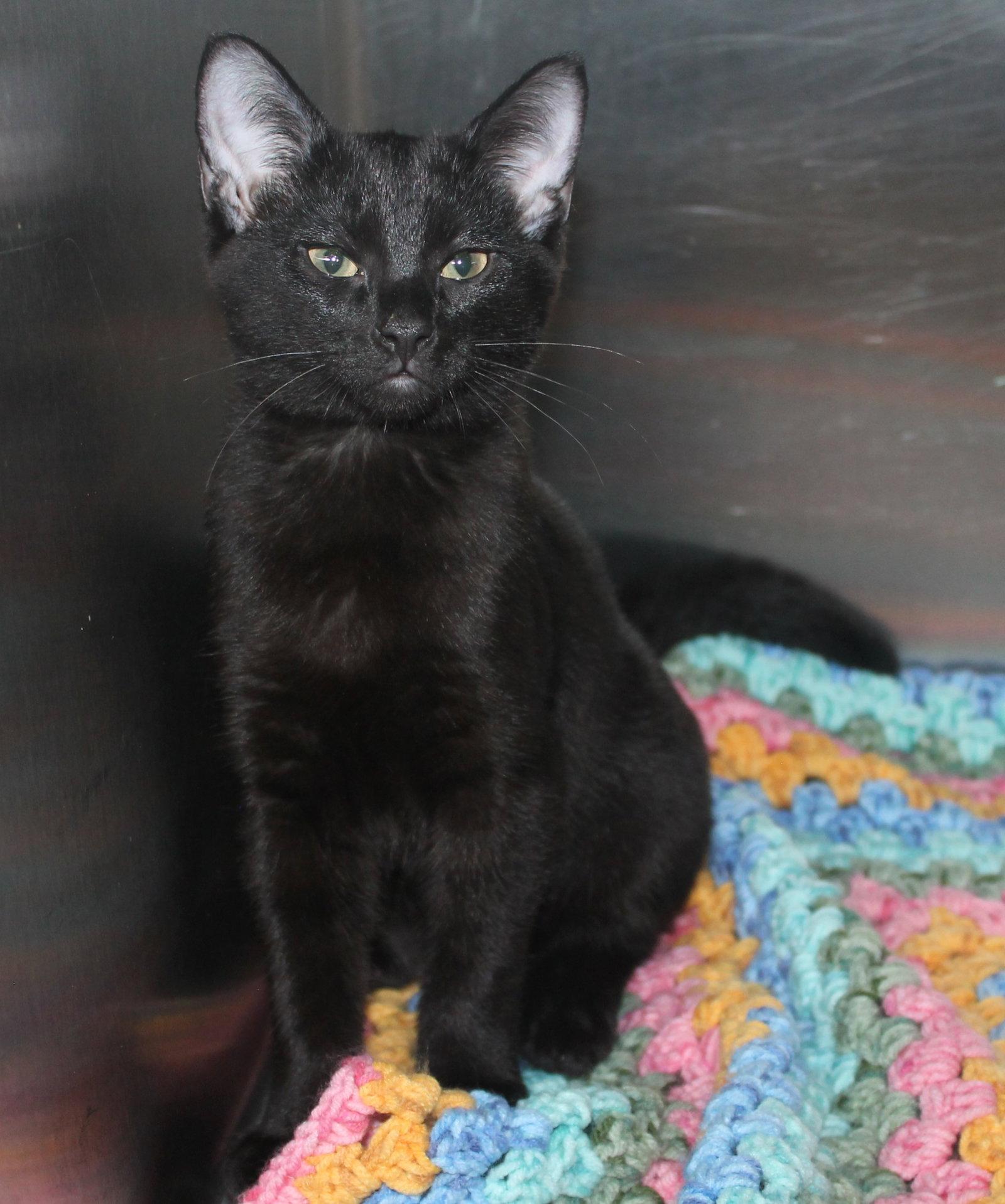 Enlarge Lucy - 43452, a Adoptable Domestic Short Hair in Prattville, AL image 2/3